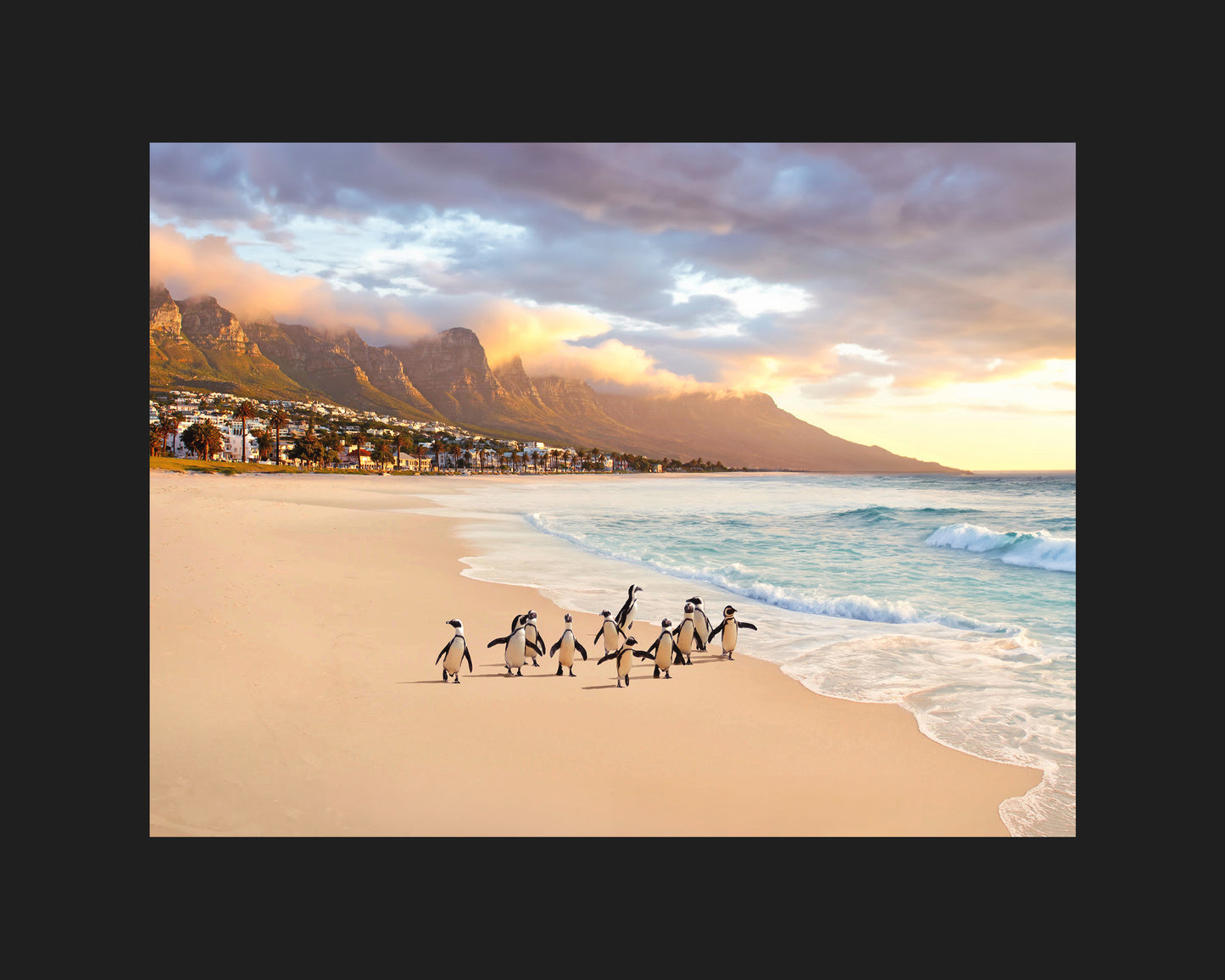 South Africa Penguins