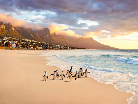 South Africa Penguins